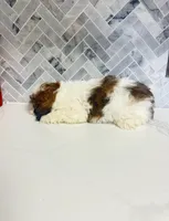 Bonnie, a female Shih Tzu for sale in Springfield, MO – 2 of 2