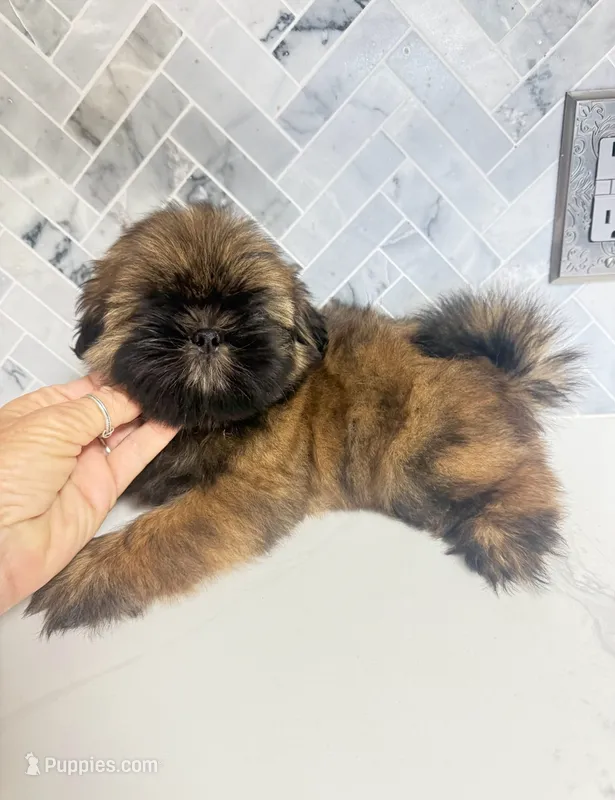 Boss – Shih Tzu puppy for sale in Springfield, MO