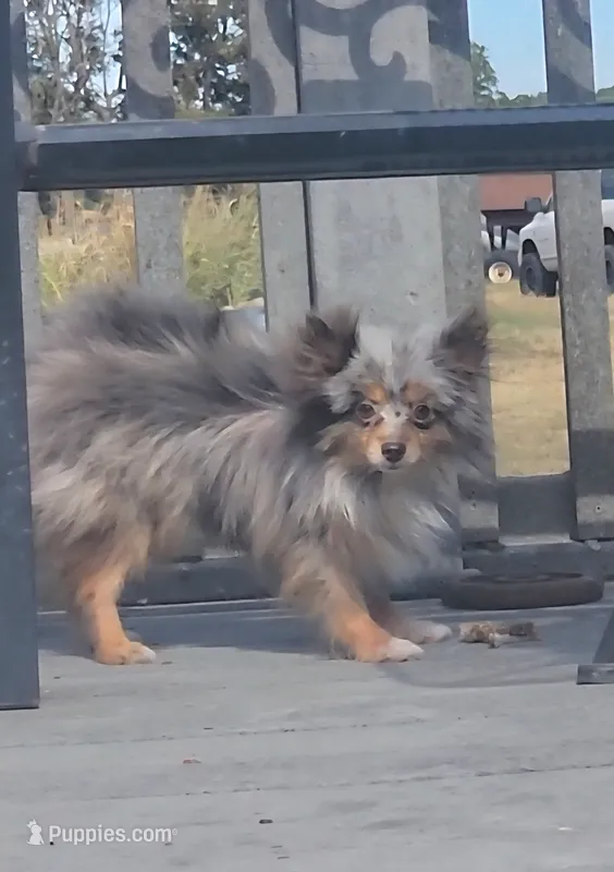 Ron Jon (ACA choc merle) – Pomeranian puppy for sale in Springfield, MO