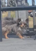 Ron Jon (ACA choc merle), a male Pomeranian for sale in Springfield, MO – 1 of 1