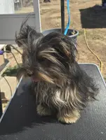 ACA Mable, a female Yorkshire Terrier for sale in Springfield, MO – Photo 2 of 2