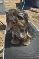 ACA Mable, a female Yorkshire Terrier for sale in Springfield, MO – Photo 1 of 2