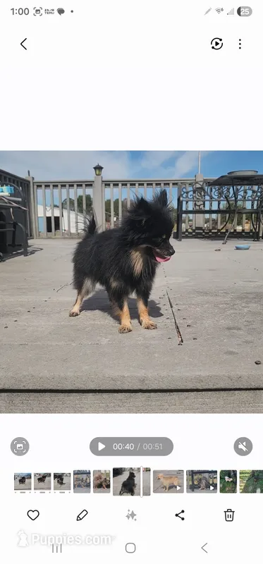 Midge – Pomeranian puppy for sale in Springfield, MO