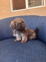 Jimmy Dean , a male Shih Tzu for sale in Piñon Hills, CA – 2 of 3