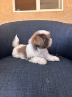 Dylan , a male Shih Tzu for sale in Piñon Hills, CA – 2 of 3
