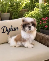 Dylan , a male Shih Tzu for sale in Piñon Hills, CA – 1 of 3