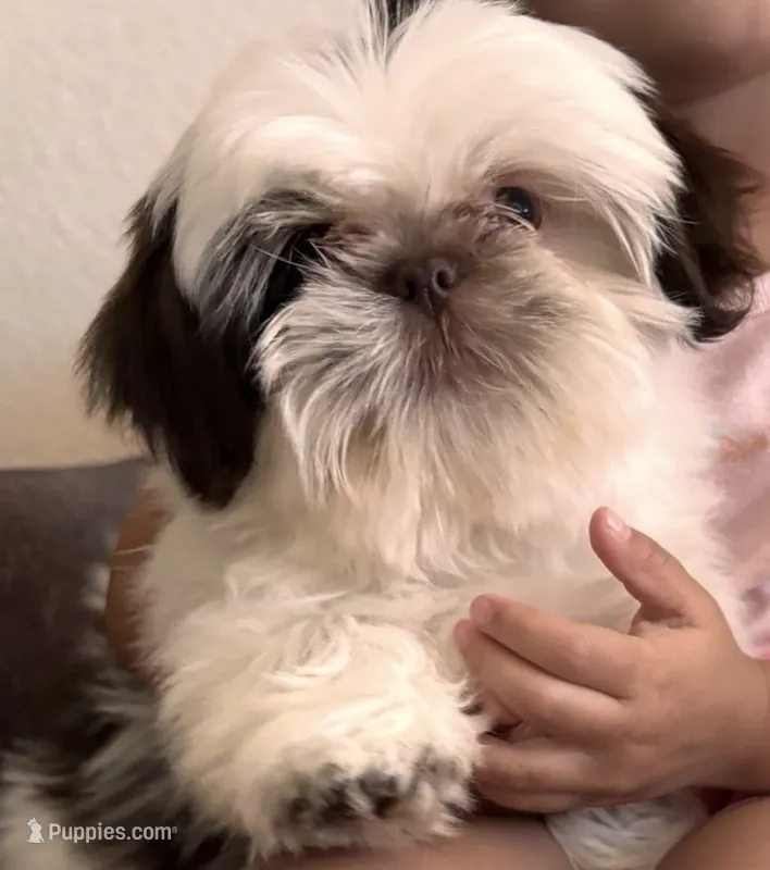Dolly – Shih Tzu puppy for sale in Pinon Hills, CA