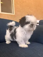 Dolly, a female Shih Tzu for sale in Piñon Hills, CA – 3 of 3