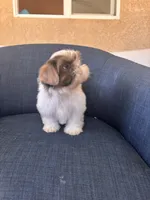 Dylan , a male Shih Tzu for sale in Piñon Hills, CA – 3 of 3