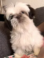 Dolly, a female Shih Tzu for sale in Pinon Hills, CA – 2 of 6