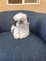 Dolly, a female Shih Tzu for sale in Pinon Hills, CA – 3 of 6