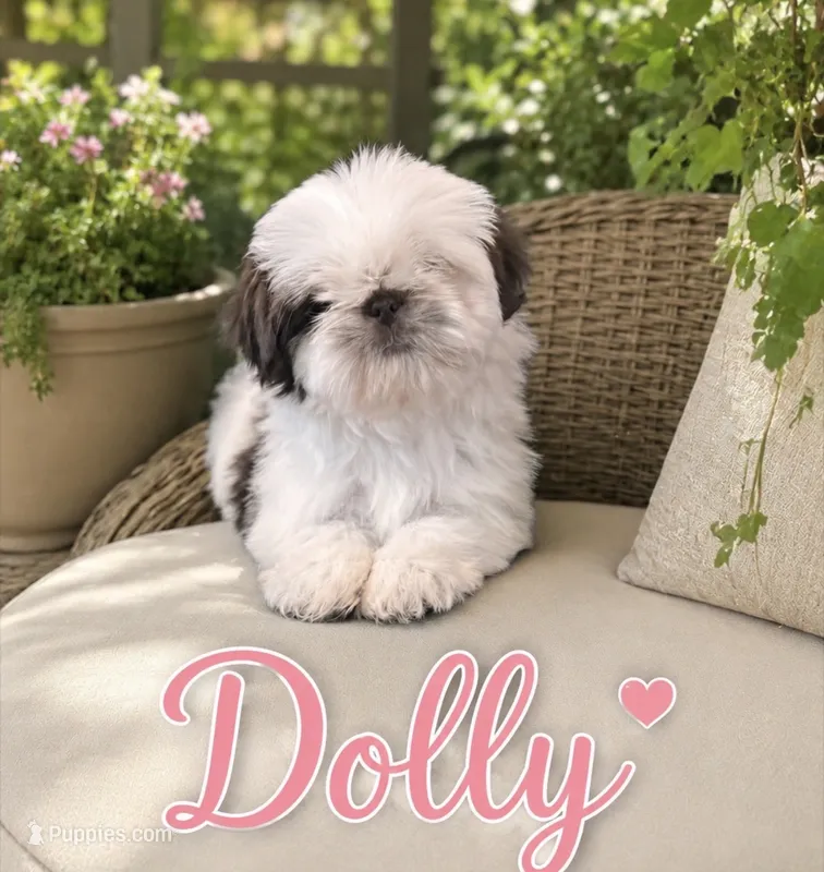 Dolly – Shih Tzu puppy on hold in Piñon Hills, CA