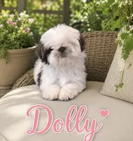 Dolly, a female Shih Tzu for sale in Piñon Hills, CA – 1 of 3