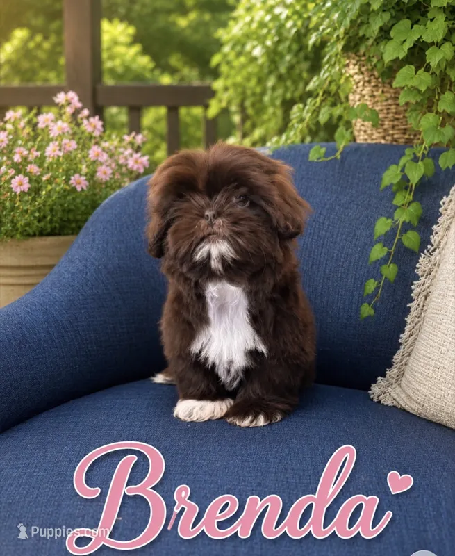 Brenda – Shih Tzu puppy for sale in Piñon Hills, CA