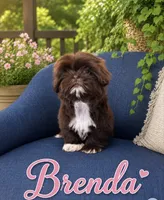Brenda, a female Shih Tzu for sale in Piñon Hills, CA – 1 of 3