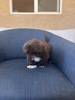 Brenda, a female Shih Tzu for sale in Piñon Hills, CA – 3 of 3