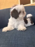 Dolly, a female Shih Tzu for sale in Pinon Hills, CA – 5 of 6