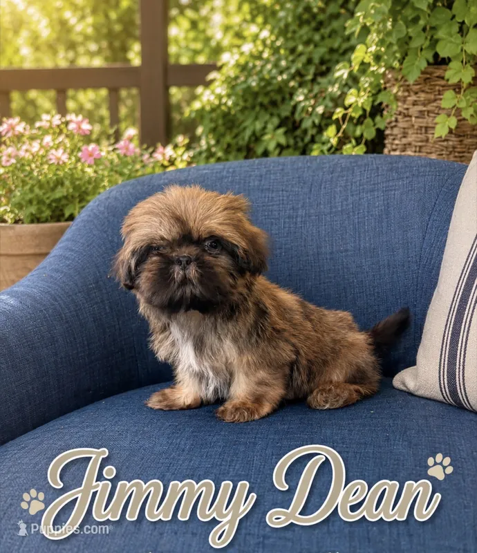 Jimmy Dean  – Shih Tzu puppy for sale in Piñon Hills, CA