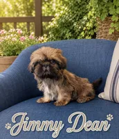 Jimmy Dean , a male Shih Tzu for sale in Piñon Hills, CA – 1 of 3