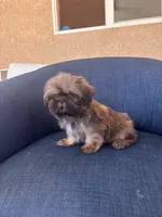 Jimmy Dean , a male Shih Tzu for sale in Piñon Hills, CA – 3 of 3