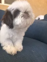 Dolly, a female Shih Tzu for sale in Pinon Hills, CA – 4 of 6