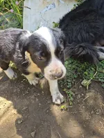 Badger, a male Australian Shepherd for sale in Haiku, HI – 4 of 6
