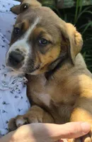 Zuko , a male Australian Shepherd and Cane Corso for sale in Haiku, HI – 1 of 7