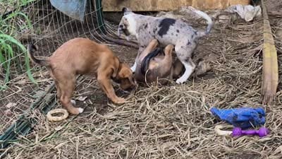 Zuko , a male Australian Shepherd and Cane Corso for sale in Haiku, HI – 6 of 7