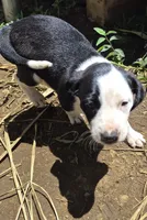 Snoopy , a female Australian Shepherd and Cane Corso for sale in Haiku, HI – 4 of 5