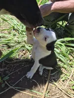 Snoopy , a female Australian Shepherd and Cane Corso for sale in Haiku, HI – 2 of 5