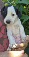 Snoopy , a female Australian Shepherd and Cane Corso for sale in Haiku, HI – 3 of 5