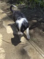 Badger, a male Australian Shepherd for sale in Haiku, HI – 6 of 6