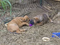Zuko , a male Australian Shepherd and Cane Corso for sale in Haiku, HI – 5 of 7