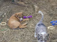 Zuko , a male Australian Shepherd and Cane Corso for sale in Haiku, HI – 4 of 7
