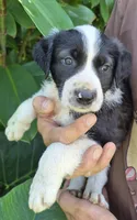 Badger, a male Australian Shepherd for sale in Haiku, HI – 3 of 6
