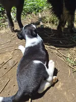 Snoopy , a female Australian Shepherd and Cane Corso for sale in Haiku, HI – 5 of 5