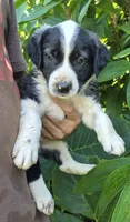 Badger, a male Australian Shepherd for sale in Haiku, HI – 2 of 6