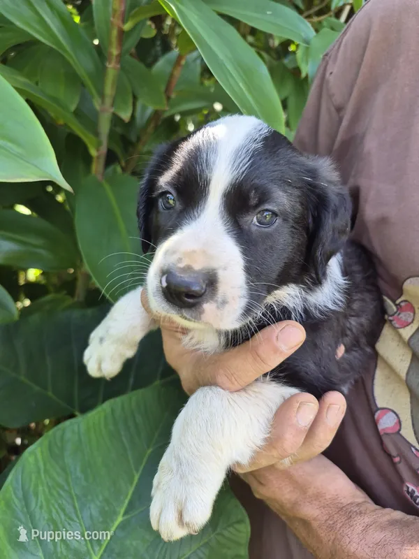 Badger – Australian Shepherd puppy for sale in Haiku, HI
