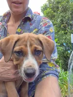 Zuko , a male Australian Shepherd and Cane Corso for sale in Haiku, HI – 2 of 7