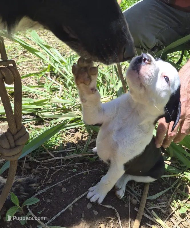 Snoopy  – Australian Shepherd, Cane Corso puppy for sale in Haiku, HI