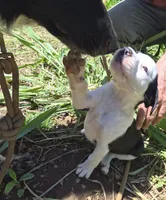 Snoopy , a female Australian Shepherd and Cane Corso for sale in Haiku, HI – 1 of 5