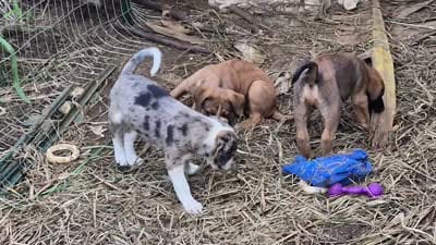 Zuko , a male Australian Shepherd and Cane Corso for sale in Haiku, HI – 7 of 7