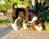 Pinkie, a female Beagle for sale in Howard, OH – 1 of 3