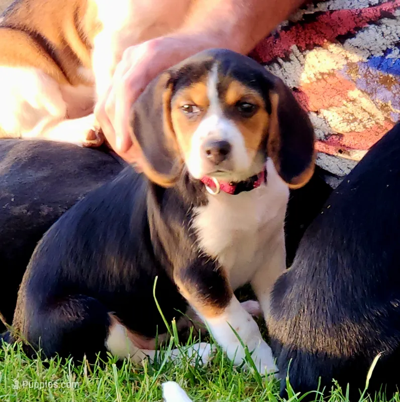 Posie – Beagle puppy for sale in Howard, OH