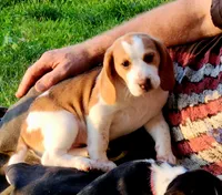 Meadow, a female Beagle for sale in Howard, OH – 3 of 4