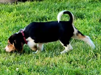 Posie, a female Beagle for sale in Howard, OH – 2 of 4