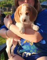 Meadow, a female Beagle for sale in Howard, OH – 2 of 4