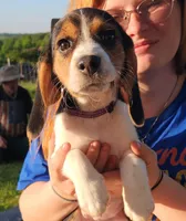 Lily, a female Beagle for sale in Howard, OH – 2 of 4