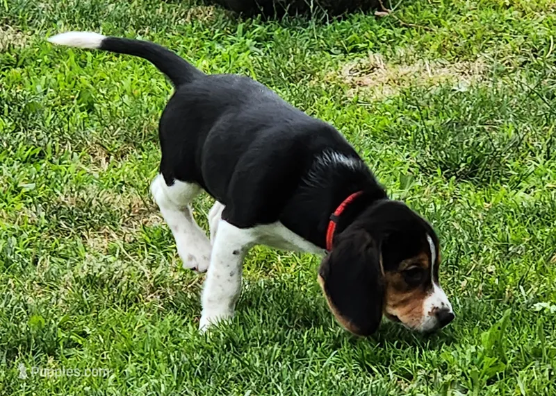 Rosie – Beagle puppy for sale in Howard, OH
