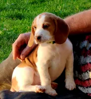 Meadow, a female Beagle for sale in Howard, OH – 1 of 4